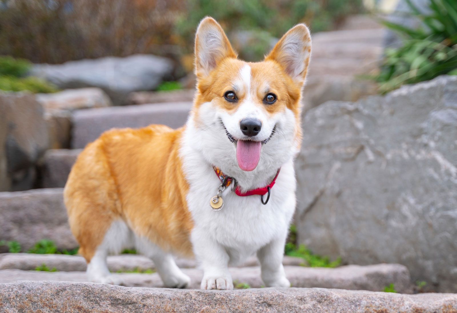 This is a dog